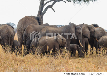 Herd of African elephants under a tree on the dry grass of the savanna of Tarangire National Park in Tanzania. Animals in wildlife 132559246