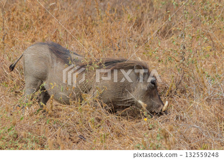 Common warthog (Phacochoerus africanus) in savanna in Tarangire national park, Tanzania 132559248