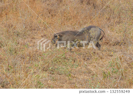 Common warthog (Phacochoerus africanus) in savanna in Tarangire national park, Tanzania 132559249