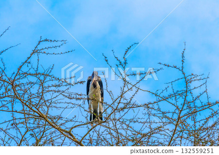 Marabou stork (Leptoptilos crumeniferus) on a tree 132559251