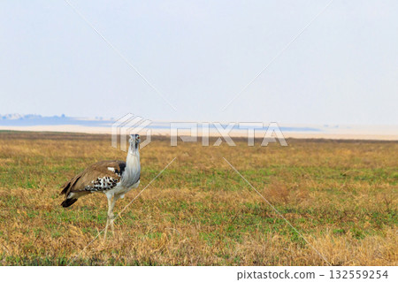 Kori bustard (Ardeotis kori) walking in dry savannah in Serengeti National Park, Tanzania 132559254