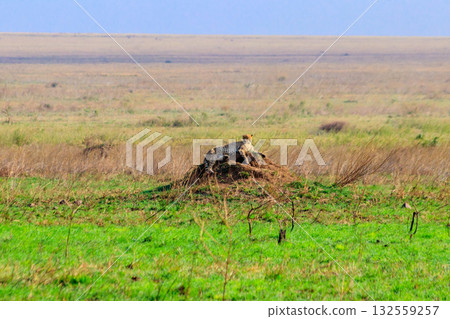 Cheetah (Acinonyx jubatus) on termite mound in savanna in Serengeti National park, Tanzania 132559257