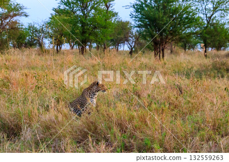 African leopard (Panthera pardus pardus) sitting in grass in Serengeti National park, Tanzania 132559263