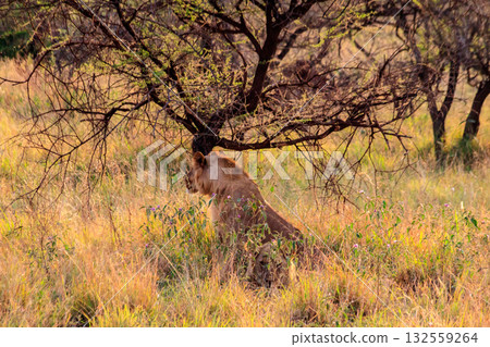 Two lionesses (Panthera leo) resting under a tree in Serengeti National Park, Tanzania Two lionesses (Panthera leo) resting under a tree in Serengeti National Park, Tanzania 132559264