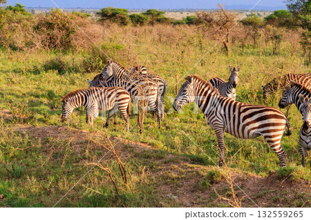 Herd of zebras in savanna in Serengeti national park in Tanzania. Wildlife of Africa Herd of zebras in savanna in Serengeti national park in Tanzania. Wildlife of Africa 132559265