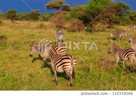 Herd of zebras in savanna in Serengeti national park in Tanzania. Wildlife of Africa Herd of zebras in savanna in Serengeti national park in Tanzania. Wildlife of Africa 132559266