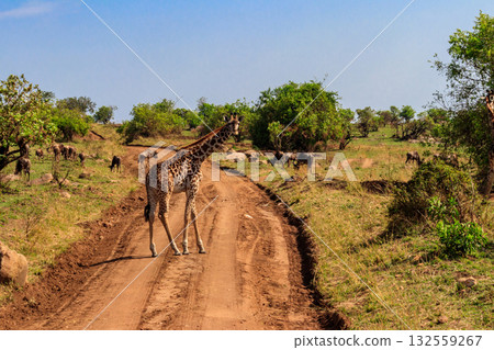 Giraffe and blue wildebeests in Serengeti national park in Tanzania. Wildlife of Africa 132559267