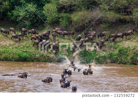 Wildebeest crossing the Mara river in Serengeti national park, Tanzania. Great migration 132559272