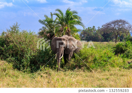 African elephant in savanna in Serengeti National park in Tanzania African elephant in savanna in Serengeti National park in Tanzania 132559283