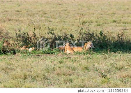 Pride of lions (Panthera leo) in savannah in Serengeti national park, Tanzania Pride of lions (Panthera leo) in savannah in Serengeti national park, Tanzania 132559284