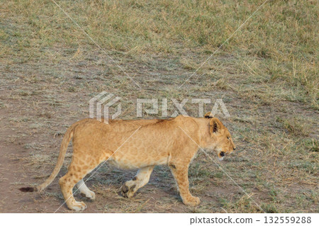 Lion cub (Panthera leo) walking in savannah in Serengeti national park, Tanzania 132559288