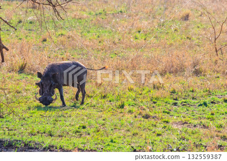 Common warthog (Phacochoerus africanus) in savanna in Serengeti national park, Tanzania Common warthog (Phacochoerus africanus) in savanna in Serengeti national park, Tanzania 132559387