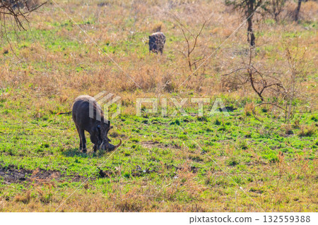 Common warthog (Phacochoerus africanus) in savanna in Serengeti national park, Tanzania 132559388