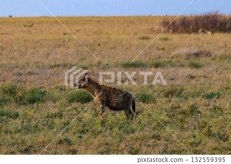 Spotted hyena (Crocuta crocuta), also known as the laughing hyena, in Serengeti National park in Tanzania 132559395