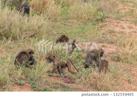 Group of Olive Baboons (Papio anubis) sitting together on a ground in savanna in Serengeti national park, Tanzania 132559405