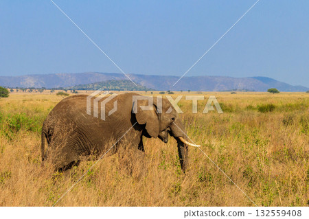 African elephant in savanna in Serengeti National park in Tanzania 132559408