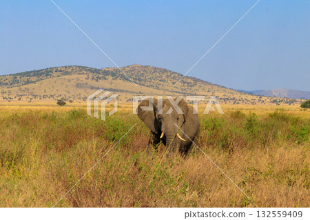 African elephant in savanna in Serengeti National park in Tanzania 132559409