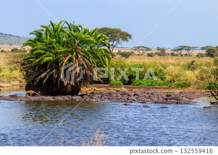 Group of hippos (Hippopotamus amphibius) in a river in Serengeti National Park, Tanzania. Wildlife of Africa 132559416