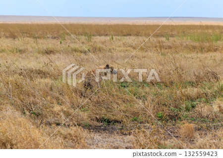 Spotted hyena (Crocuta crocuta), also known as the laughing hyena, in Serengeti National park in Tanzania Spotted hyena (Crocuta crocuta), also known as the laughing hyena, in Serengeti National park in Tanzania 132559423