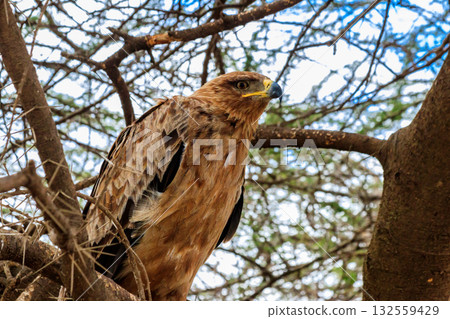 Tawny eagle (Aquila rapax) on a tree in Serengeti national park, Tanzania Tawny eagle (Aquila rapax) on a tree in Serengeti national park, Tanzania 132559429