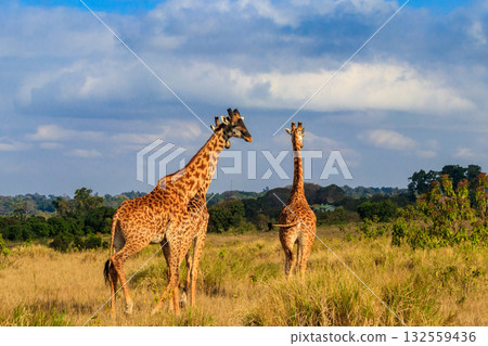 Group of giraffes walking in Ngorongoro Conservation Area in Tanzania. Wildlife of Africa Group of giraffes walking in Ngorongoro Conservation Area in Tanzania. Wildlife of Africa 132559436