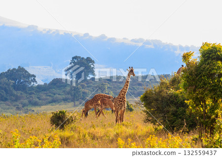 Group of giraffes walking in Ngorongoro Conservation Area in Tanzania. Wildlife of Africa 132559437