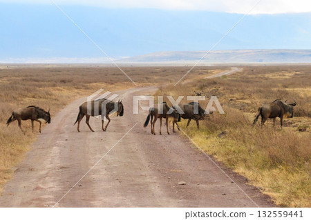 Herd of blue wildebeest (Connochaetes taurinus) crossing a road in Ngorongoro Crater National Park in Tanzania. Wildlife of Africa 132559441