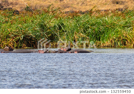 Group of hippos (Hippopotamus amphibius) in a lake in Ngorongoro Crater national park, Tanzania Group of hippos (Hippopotamus amphibius) in a lake in Ngorongoro Crater national park, Tanzania 132559450