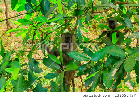 Pair of olive baboons (Papio anubis), also called the Anubis baboon, on a tree in Lake Manyara National Park in Tanzania Pair of olive baboons (Papio anubis), also called the Anubis baboon, on a tree in Lake Manyara National Park in Tanzania 132559457
