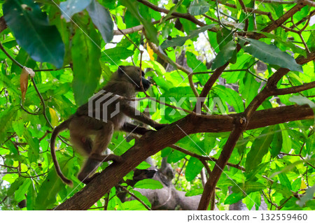 Olive baboon (Papio anubis), also called the Anubis baboon, on a tree in Lake Manyara National Park in Tanzania 132559460