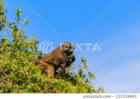 Olive baboon (Papio anubis), also called the Anubis baboon, on a tree in Lake Manyara National Park in Tanzania 132559463