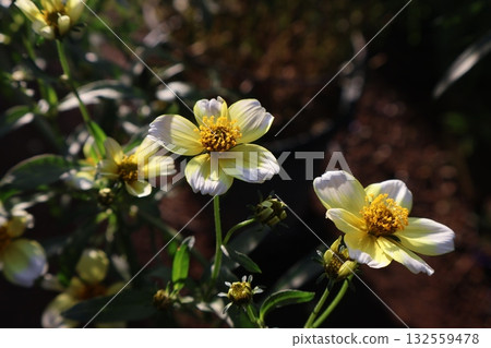 冬季波斯菊的黃色花朵 冬季波斯菊的黃色花朵 132559478
