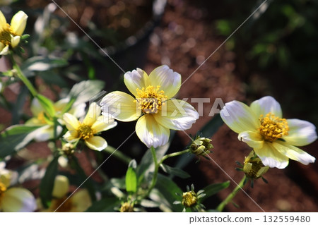 冬季波斯菊的黃色花朵 冬季波斯菊的黃色花朵 132559480