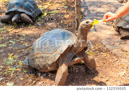 Person hand feeding aldabra giant tortoise on Prison island, Zanzibar in Tanzania Person hand feeding aldabra giant tortoise on Prison island, Zanzibar in Tanzania 132559505