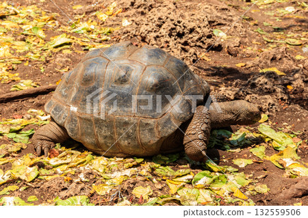 Aldabra giant tortoise on Prison island, Zanzibar in Tanzania 132559506