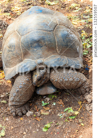 Aldabra giant tortoise on Prison island, Zanzibar in Tanzania Aldabra giant tortoise on Prison island, Zanzibar in Tanzania 132559507