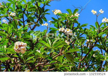 Beautiful blooming Plumeria tree, also known as Frangipani and Temple tree 132559524