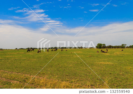 Herd of blue wildebeest (Connochaetes taurinus) in savannah in Serengeti national park in Tanzania. Great migration Herd of blue wildebeest (Connochaetes taurinus) in savannah in Serengeti national park in Tanzania. Great migration 132559540