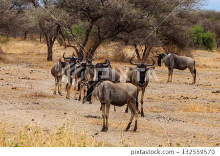 Herd of blue wildebeest (Connochaetes taurinus) in Tarangire National Park, Tanzania Herd of blue wildebeest (Connochaetes taurinus) in Tarangire National Park, Tanzania 132559570