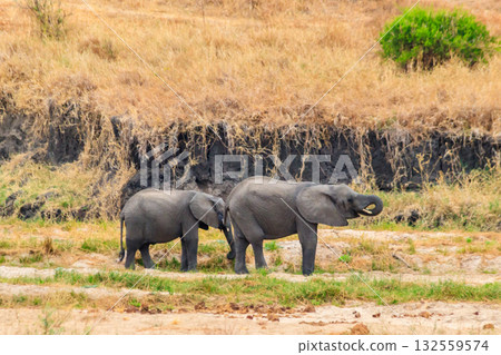 Mother and baby African elephants in Tarangire national park, Tanzania Mother and baby African elephants in Tarangire national park, Tanzania 132559574