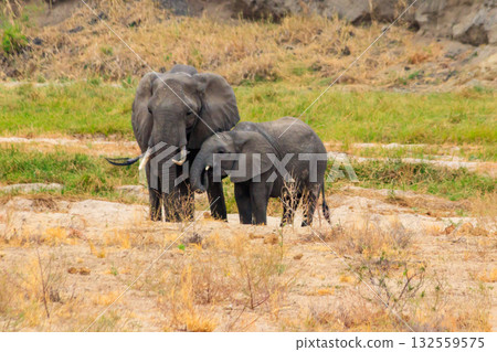 Mother and baby African elephants in Tarangire national park, Tanzania Mother and baby African elephants in Tarangire national park, Tanzania 132559575