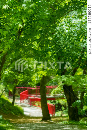 Fresh greenery in "Momiji Valley" (Mizusawa Town, Yokkaichi City, Mie Prefecture) 132560013
