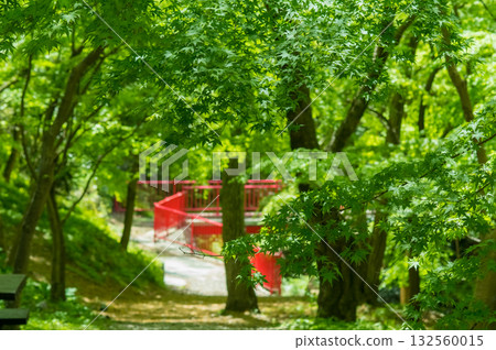 Fresh greenery in "Momiji Valley" (Mizusawa Town, Yokkaichi City, Mie Prefecture) Fresh greenery in "Momiji Valley" (Mizusawa Town, Yokkaichi City, Mie Prefecture) 132560015