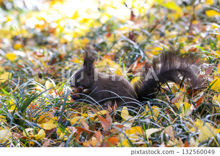 squirrel in the autumn forest 132560049