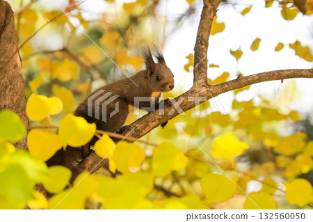 squirrel in the autumn forest 132560050