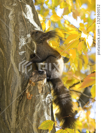 squirrel in the autumn forest 132560052