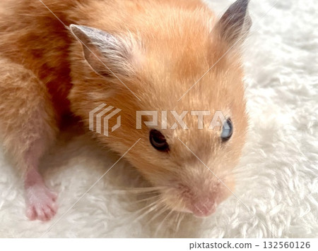 Image of a hamster with cataracts Image of a hamster with cataracts 132560126