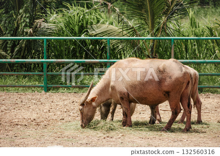 Thai buffalo, Raising grow care Thai buffalo on a agriculture farm Thai buffalo, Raising grow care Thai buffalo on a agriculture farm 132560316