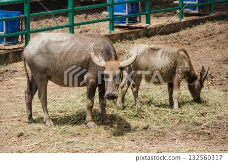 Thai buffalo, Raising grow care Thai buffalo on a agriculture farm 132560317