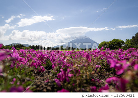 Shibazakura or Pink Moss Flowers, the beauty of a field of bright pink flowers, contrasting with the backdrop of the beautiful Mount Fuji of Japan. 132560421